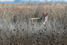 Coyote Walking Through Tall Grass .