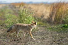 Coyote Walking Through Tall Grass .