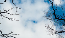 Bare Tree Branches Against The Sky