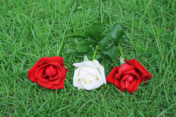 Colorful three roses on green grassy field patterns for nature closeup macro background