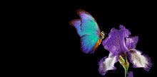 Beautiful Blue Morpho Butterfly On Iris Flower Isolated On Black. Copy Spaces
