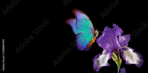 Fotografía beautiful blue morpho butterfly on iris flower isolated on black