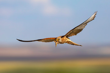  Flying falcon with its hunt. Bird: Lesser Kestrel. Falco naumanni. Blue sky background.