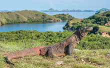 Komodo Dragon. ( Varanus Komodoensis ) Biggest In The World Living Lizard In Natural Habitat. Rinca Island. Indonesia.