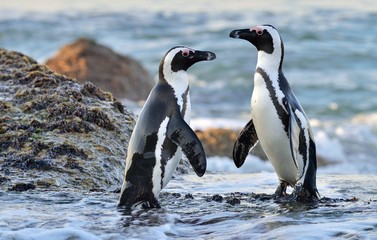 Wall Mural - African Penguins on the seashore. African Penguins (Spheniscus demersus) on Boulders Beach near Simons Town on the Cape Peninsula, South Africa.