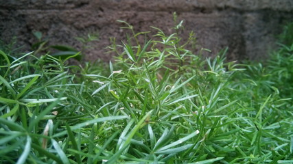 grass in garden