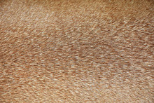 Brown Deer Fur Used As A Background Image,Fur Background, Brown Background