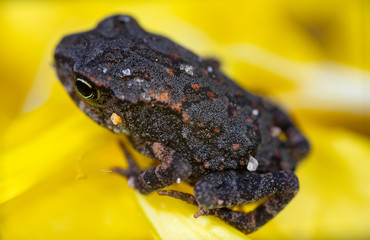 small frog macro