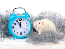 Cute White Rat And A Blue Clock Showing Almost Midnight As A Symbol Of The 2020 New Year Of The White Metal Rat (against The White Wooden Background And Silver Tinsel)
