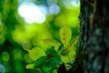 Natural Green Chestnut Leaves In Front Of A Blurry Background With Soft Bokeh