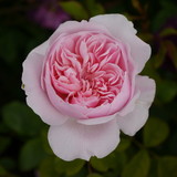 Fototapeta Kwiaty - Pink Flowering Wisley 2008 Rose Bush