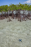 Fototapeta  - Drzewa namorzynowe rosnące w morzu