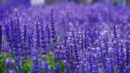  beautiful image of lavender field
