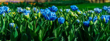 One Of The World's Largest Flower Gardens In Lisse, The Netherlands. Close Up Of Blooming Flowerbeds Of Blue Tulips, Banner Size