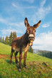 Picture of a funny donkey at sunset.