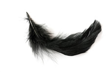 Black Feather On White Background