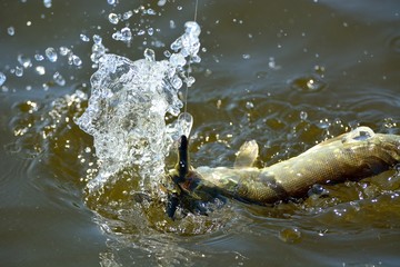 Sticker - Summer fishing, pike fishing, spinning on the lake