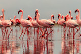 Fototapeta Zwierzęta - Wild african birds. Group birds of pink african flamingos  walking around the blue lagoon on a sunny day
