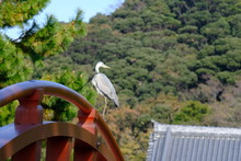 Gray Heron On Red Wood Bridge