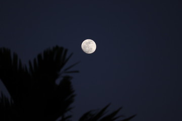 Wall Mural - full moon and moon