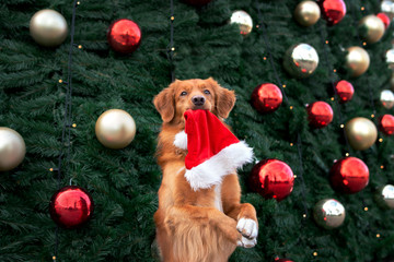 Sticker - retriever dog holding santa hat in mouth and begging in front of a decorated christmas tree