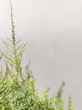 Fototapeta  - Green Creeper Plant on a Graye Wall Background