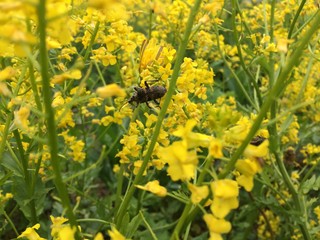 Texture of yellow small inflorescences on green stems of different sharpness and beetle. Mobile photo in natural daylight.