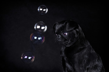 Canvas Print - Black dog of the breed Piti Brabancon on a black background and soap bubbles-thoughts