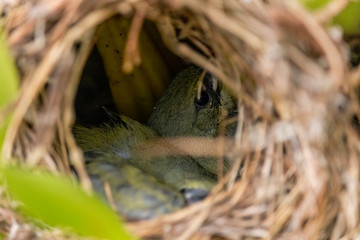 Beautiful chicks of the bird fim fim inside the nest waiting for the mother to bring food.