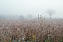 Frosted Autumn Tall Grass Prairie In Fog, Fort Custer State Park, Michigan, USA