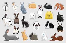 Rabbit Set Various Kind Identify Cartoon Vector