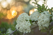   White Flowers Of Pyracantha Coccinea On Sunset Bokeh Background.  Flowers Of Firethorn (Pyracantha). Pyracantha (firethorn ) Small Flowers. 