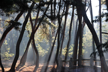 Wall Mural - Forest of the Three Royal Tombs in Bae-dong, Gyeongju, South Korea