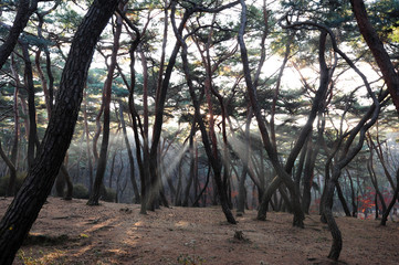 Wall Mural - Forest of the Three Royal Tombs in Bae-dong, Gyeongju, South Korea