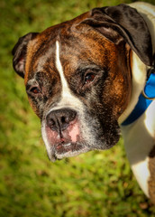 Wall Mural - Boxer Dog 