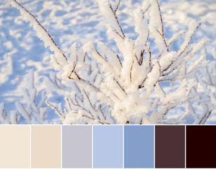 Color matching palette from Frost blade grass in snowdrift. Winter nature abstract background in cold blue colors