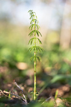 Equisetum Sylvaticum, The Wood Horsetail, Is A Horsetail Family Equisetaceae. A Macro Photo Of Wood Horsetail (Equisetum Sylvaticum). Woodland Plants, Wood Horsetail (Equisetum Sylvaticum). 