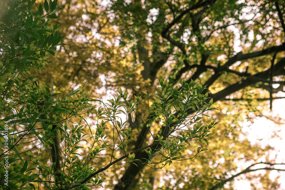 Branch nagea nagi with leaves on the background of tree - obrazy, fototapety, plakaty 