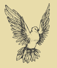 Beautiful Flying Dove. Flying Pigeon With Wings.