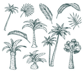 set of isolated palm sketch, tropical coconut tree