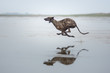 gestromter Windhund rennt am Strand