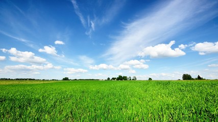 Wall Mural - classic rural landscape. Green field against blue sky