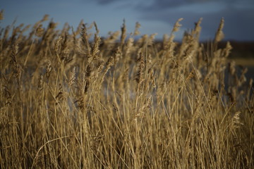 Naklejka na meble Amazing field of wheat dramatic poster explainer YouTube background 
