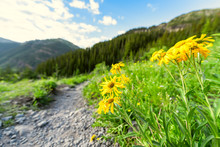 Green Alpine Rocky Mountains With Footpath And Yellow Wildflowers On Trail To Ice Lake Near Silverton, Colorado In August 2019 Summer
