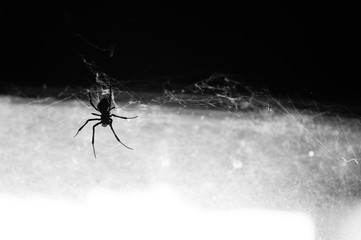 Black spider with its web on the window in black and white. Atmosphere of fear or halloween