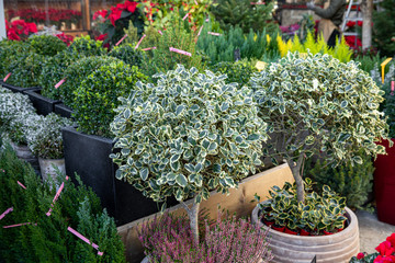 Ilex aquifolium or Christmas holly berry plant with green foliage in large pots at greek garden shop in December - natural Christmas decorations.