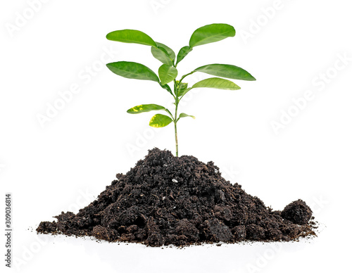 Fotografía Green sprout growing out from soil isolated on white background
