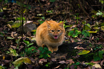 Meowing ginger kitten on the grass