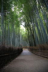  Arashiyama forst, Kyoto, Japan