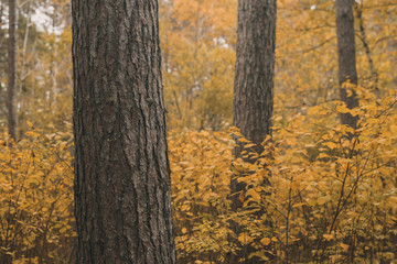 Wall Mural - Norway Pine Forest in Fall